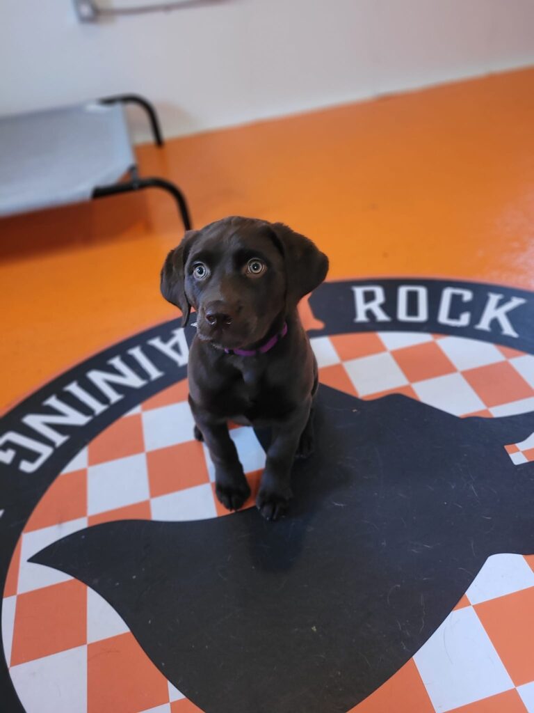 Puppy training at Rocky Top K9 in Sevierville, TN