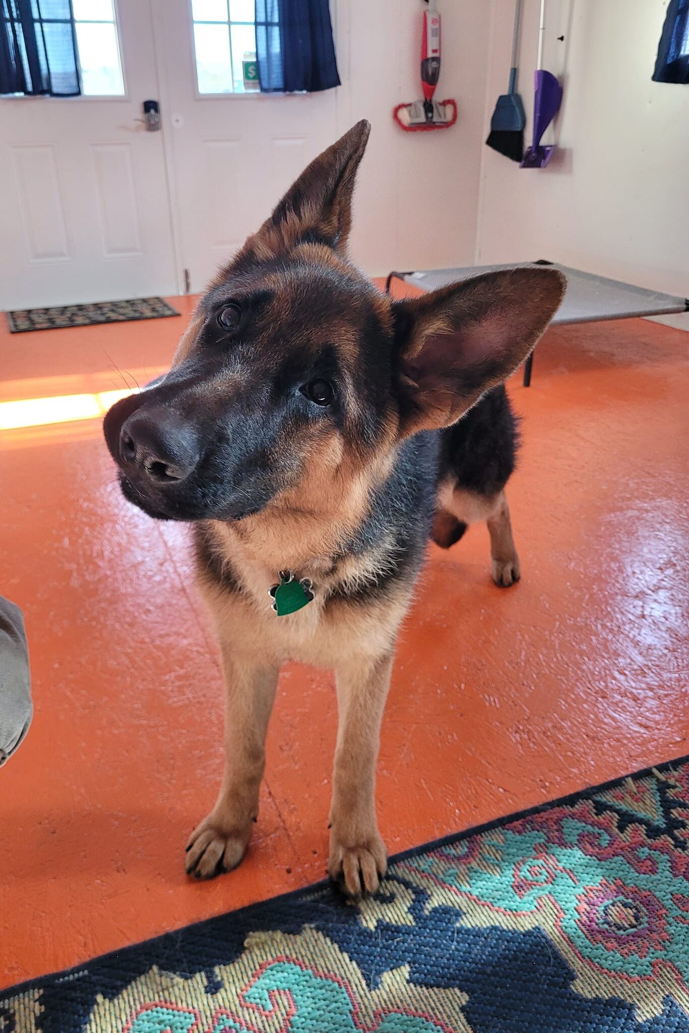 Dog training in Sevierville and East Tennessee